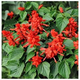 Сальвия Редди Брайт Ред