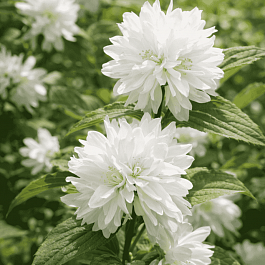 Чубушник гибридный Minnesota Snowflake