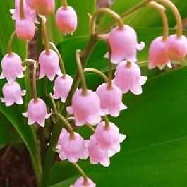 Ландыш майский Rosea