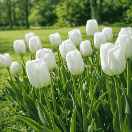 Тюльпан триумф Antarctica