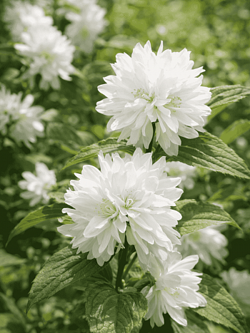 Чубушник гибридный Minnesota Snowflake