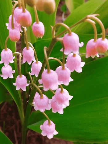 Ландыш майский Rosea