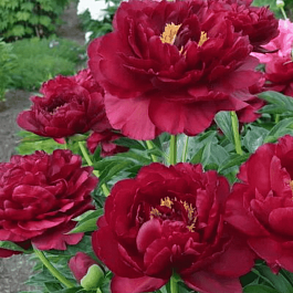 Пион Old Faithfull