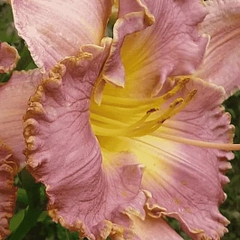 Лилейник French Lingerie