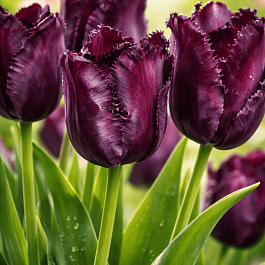 Тюльпан попугайный  Frozen Night