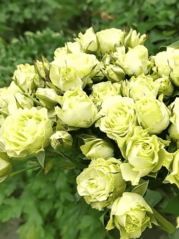 Роза спрей  Luviana