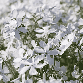 Флокс растопыренный May Breeze