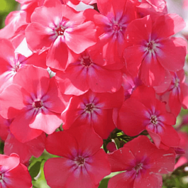 Флокс метельчатый Фрези Грант