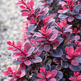 Барбарис Тунберга Darts Purple