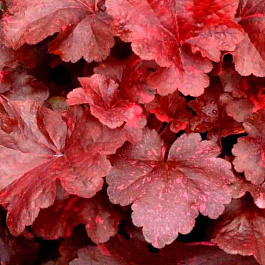 Гейхера Galaxy