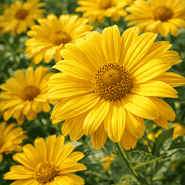 Гелиопсис подсолнечниковидный Summer sun