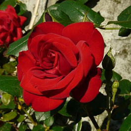 Роза чайно-гибридная Энна Хакнес