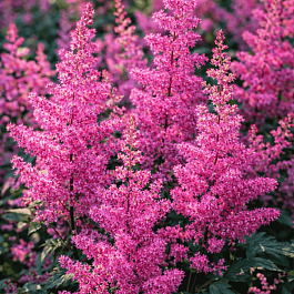 Астильба японская Mainz