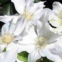 Клематис гибридный First Love