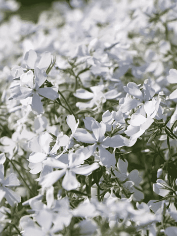 Флокс растопыренный May Breeze