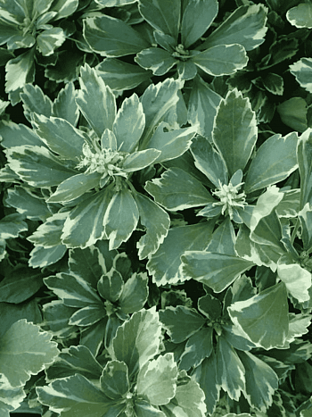 Пахизандра верхушечная Variegata