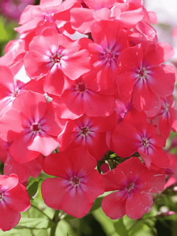 Флокс метельчатый Фрези Грант