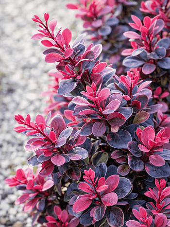 Барбарис Тунберга Darts Purple