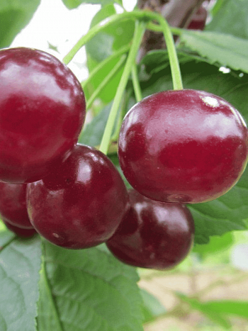 Вишня Гриот Белорусский