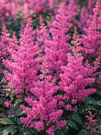 Астильба японская Mainz