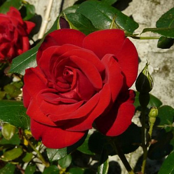 Роза чайно-гибридная Энна Хакнес Роза чайно-гибридная Энна Хакнес