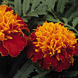 Бархатцы отклоненные махровые Бой гармония