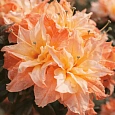 Азалия крупноцветковая Cannon's Double