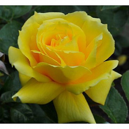 Роза плетистая Клайминг Ландора Роза плетистая Клайминг Ландора