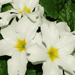 Примула Юлии Sneeuwwitje