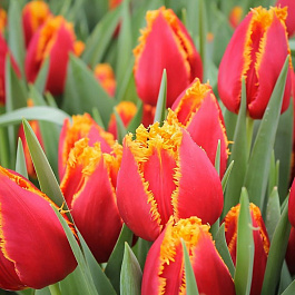 Тюльпан бахромчатый Давенпорт