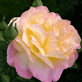 Роза чайно-гибридная Gloria Dei