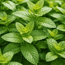 Мята перечная Multimentha