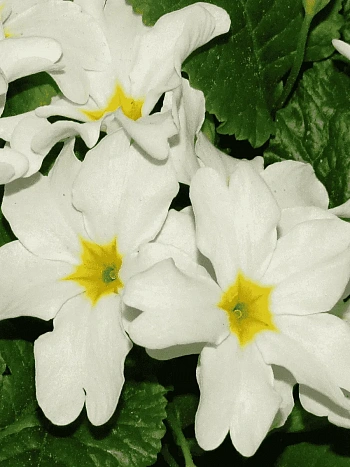 Примула Юлии Sneeuwwitje