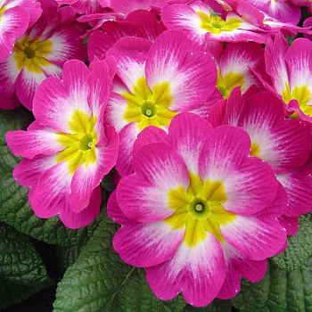 Примула высокая Пиано Роуз Биколор