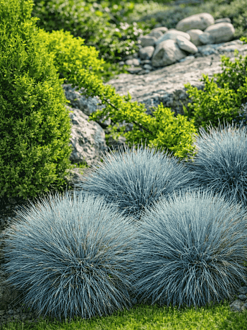 Овсяница сизая