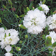 Гвоздика перистая Альбус Пленус