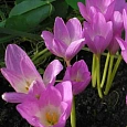 Колхикум Violet Queen