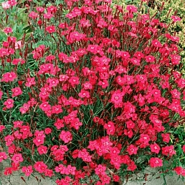 Гвоздика травянка Flashing Lights