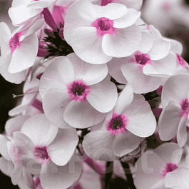 Флокс метельчатый Ice Cream