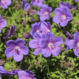 Герань гималайская Gravetye