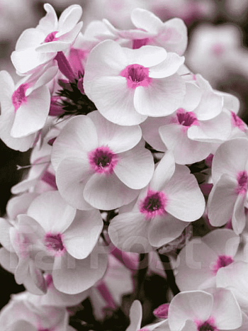 Флокс метельчатый Ice Cream