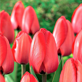 Тюльпан Дарвинов гибрид Ред Прайд НАБОР 2ШТ (10+10)