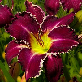 Лилейник гибридный Снэггл Тут НАБОР 2ШТ (1+1)