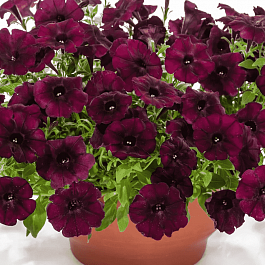 Петуния (сурфиния) Easy Wave Burgundy Star