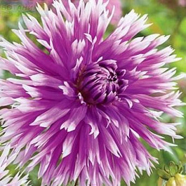 Георгина Бахромчатая Тейбл Дансер Георгина Бахромчатая Тейбл Дансер