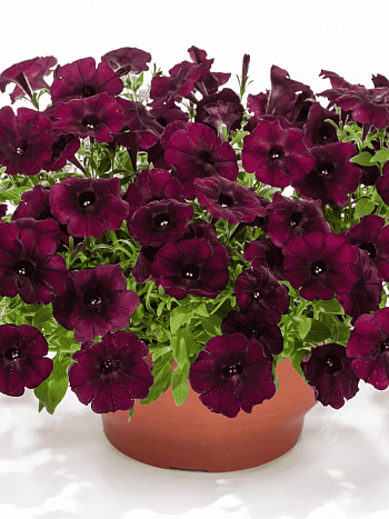 Петуния (сурфиния) Easy Wave Burgundy Star