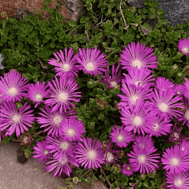 Делосперма Купера Table Mountain