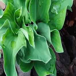 Хоста Ruffled Mouse Ears