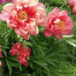 Пион ИТО Julia Rose