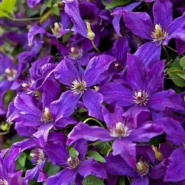 Клематис  Polish Spirit